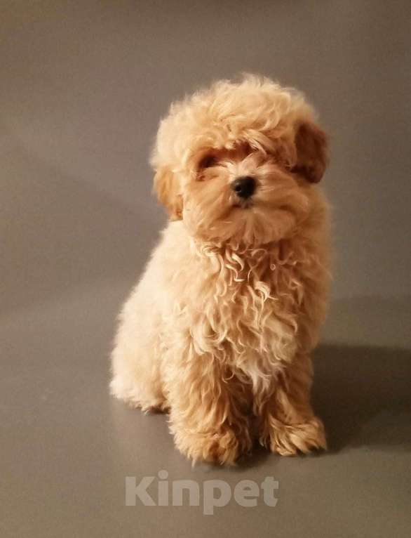 Собаки в других городах Свердловской области: Мальтипу мальчик Мальчик, 60 000 руб. - фото 4