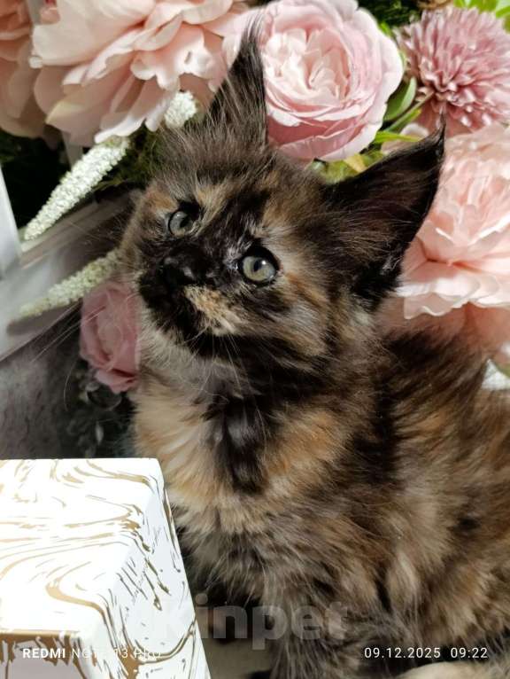 Кошки в Воронеже: Уникальная девочка, котенок Мейн кун Девочка, 30 000 руб. - фото 6