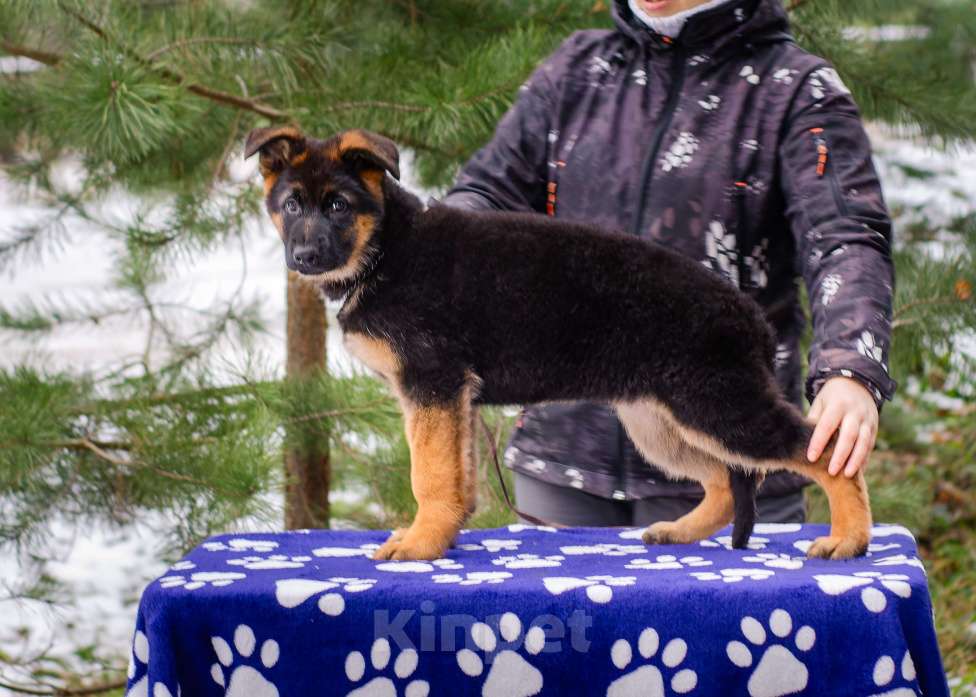 Собаки в других городах Московской области: Мальчик топ класса  Мальчик, 70 000 руб. - фото 4