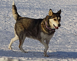 Собаки в Красногорске: Мама Кира Девочка, Бесплатно - фото 7