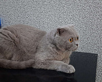 Кошки в Красноярске: Кот Семён Мальчик, Бесплатно - фото 2