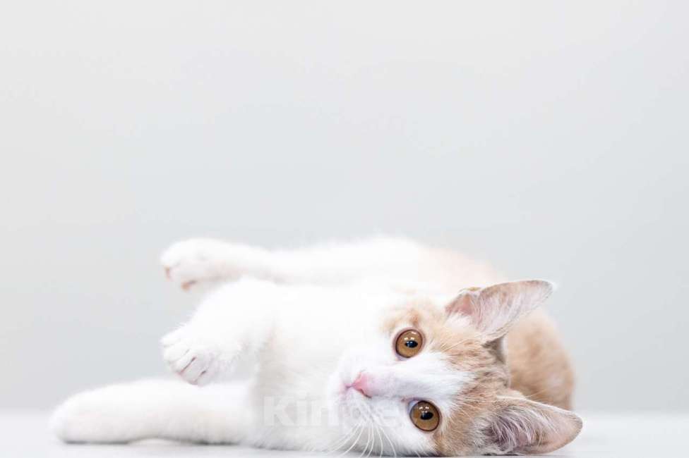 Кошки в Москве: Пончик Мальчик, Бесплатно - фото 3