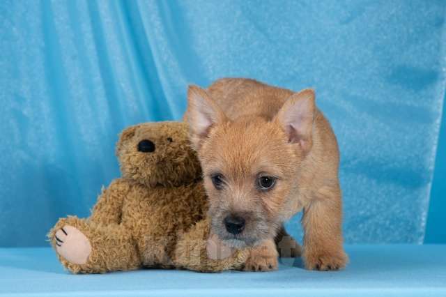 Собаки в Самаре: Норвич терьер щенки девочки Девочка, 130 000 руб. - фото 1
