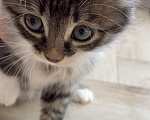 Кошки в Москве: Пушистые полосатые котятки в дар Девочка, Бесплатно - фото 3