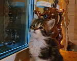Кошки в Рязани: Продажа котят мейн-кун Девочка, 8 000 руб. - фото 5
