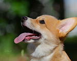 Собаки в Москве: Красивый щенок вельш корги пемброк Мальчик, 80 000 руб. - фото 5