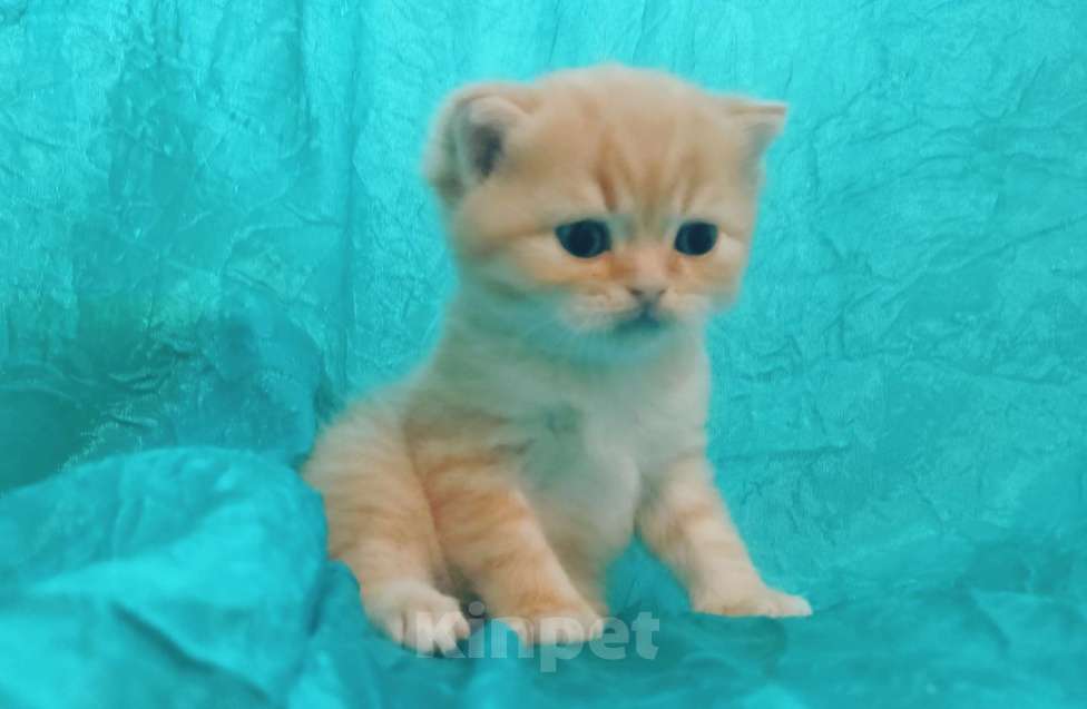 Кошки в Санкт-Петербурге: Шотландский котенок золотая шиншилла Мальчик, 23 000 руб. - фото 2