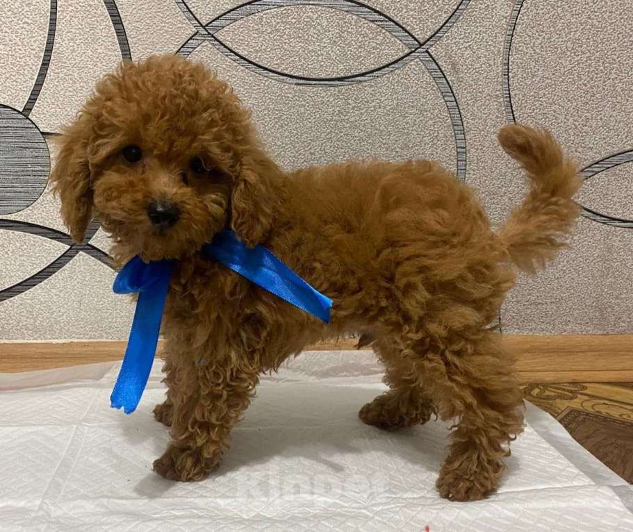 Собаки в Воронеже: Той-пудель  Мальчик, Бесплатно - фото 8