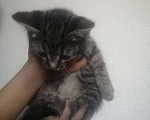 Кошки в Люберцах: Котенок малышка  Девочка, 1 руб. - фото 5