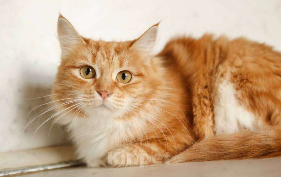 Кошки в Москве: Кошка Злата ищет дом! Девочка, Бесплатно - фото 1