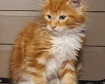 Кошки в Санкт-Петербурге: котенок мейн кун рыжий мальчик полидакт Мальчик, 60 руб. - фото 6