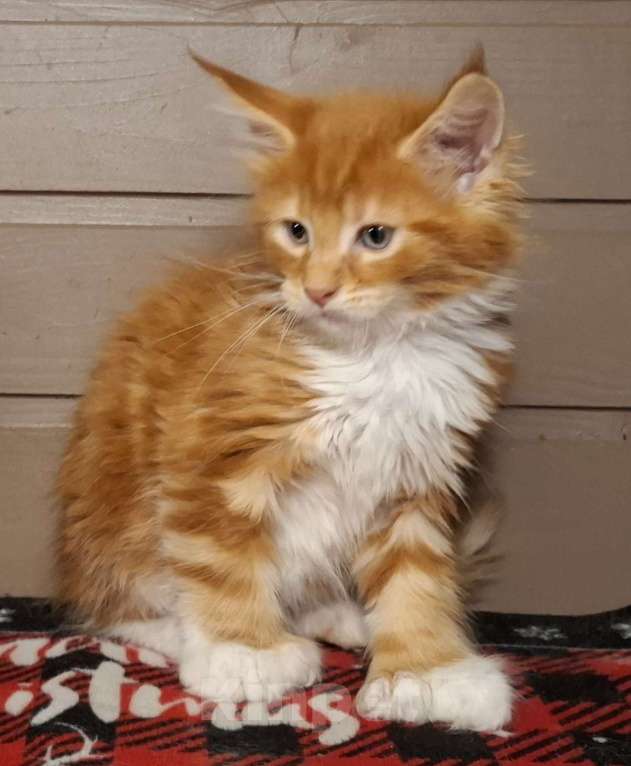 Кошки в Санкт-Петербурге: котенок мейн кун рыжий мальчик полидакт Мальчик, 60 руб. - фото 6