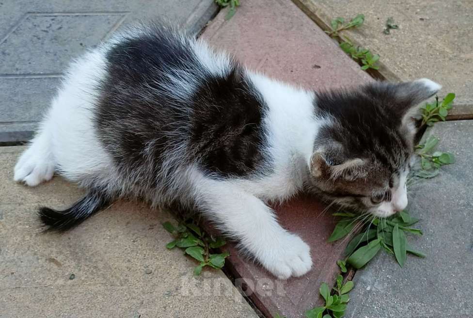 Кошки в Краснодаре: Белый с черными пятнышками Девочка, Бесплатно - фото 4