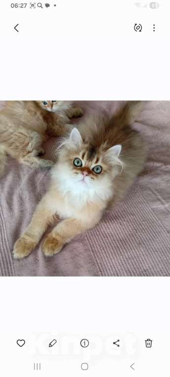 Кошки в Москве: Шотландский котик хайленд страйт Мальчик, 15 000 руб. - фото 2