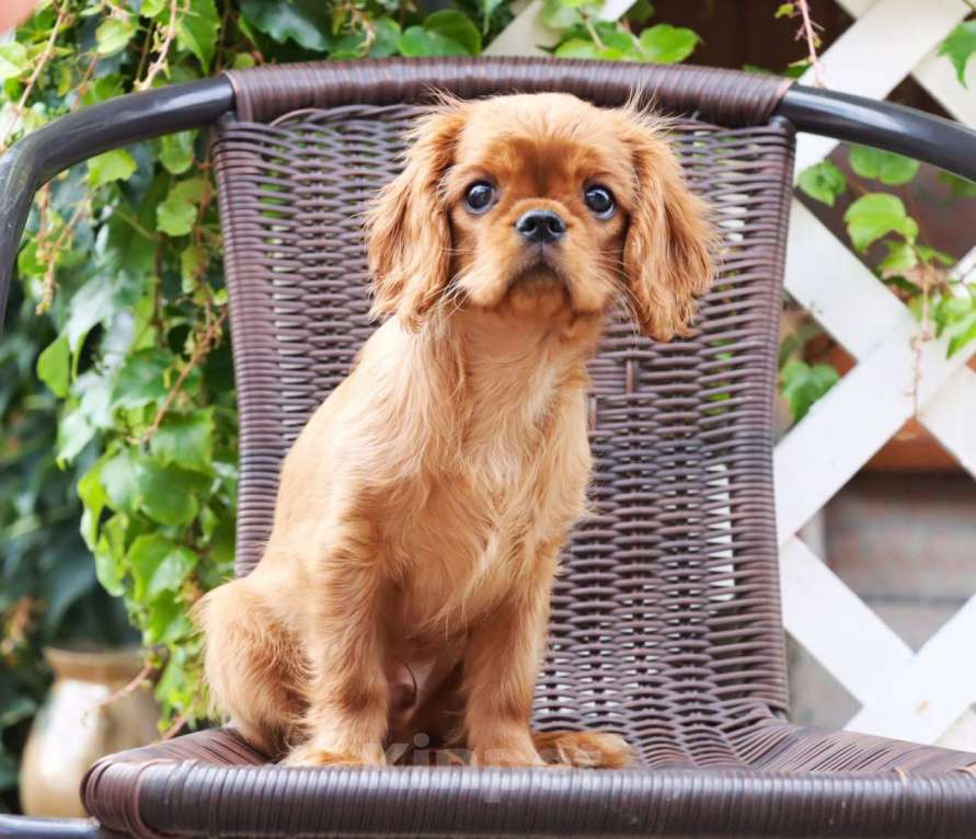 Собаки в Ростове-на-Дону: Рыжее солнце! Мальчик, 70 000 руб. - фото 3