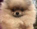 Собаки в других городах Московской области: Померанский шпиц для дома и семьи Мальчик, 35 000 руб. - фото 4
