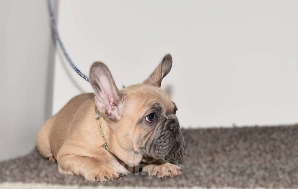 Собаки в Москве: Мальчик палевоголубой Мальчик, 50 000 руб. - фото 4