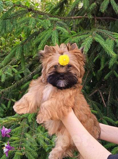 Собаки в Москве:  Девочка-русалочка (русская салонная собака) Девочка, 80 000 руб. - фото 4