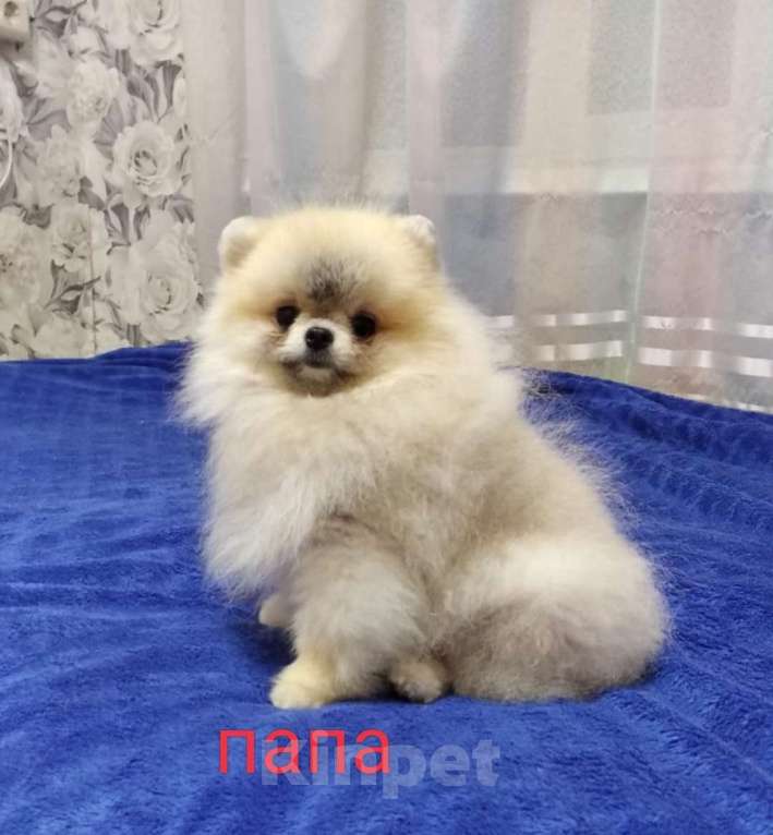 Собаки в Хабаровске: Щенки шпица Мальчик, 33 000 руб. - фото 2