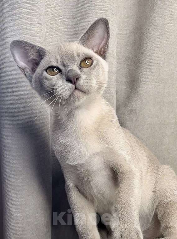 Кошки в Москве: Бурманские котята Девочка, 30 000 руб. - фото 1