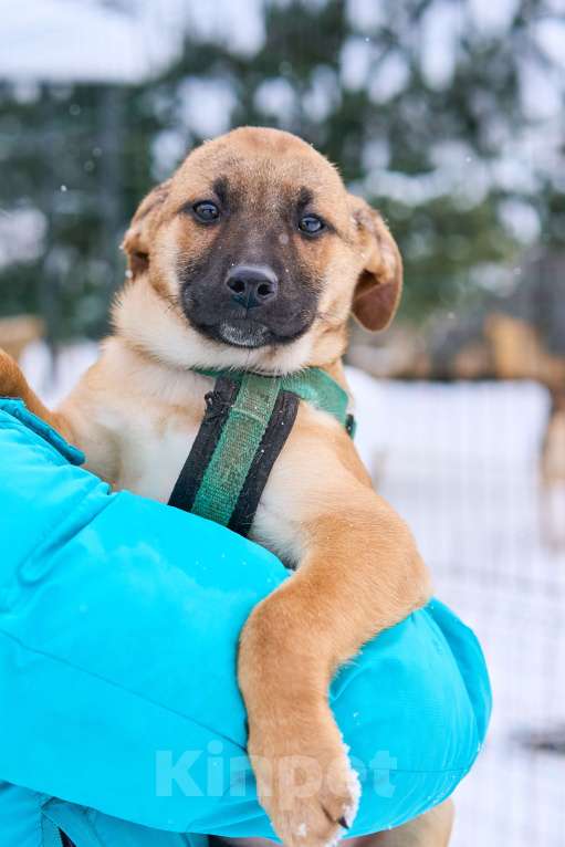 Собаки в Москве: Щенок Стич ищет дом Мальчик, Бесплатно - фото 4