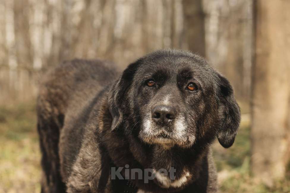 Собаки в Москве: Собака в добрые руки Девочка, Бесплатно - фото 1