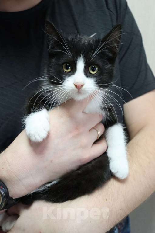 Кошки в Москве: Котята в поисках своих пап и мам Мальчик, Бесплатно - фото 5