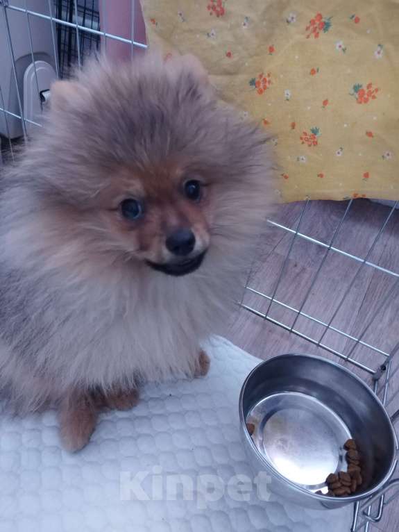 Собаки в Дзержинском: Щенок малого немецкого шпица Мальчик, 37 000 руб. - фото 3