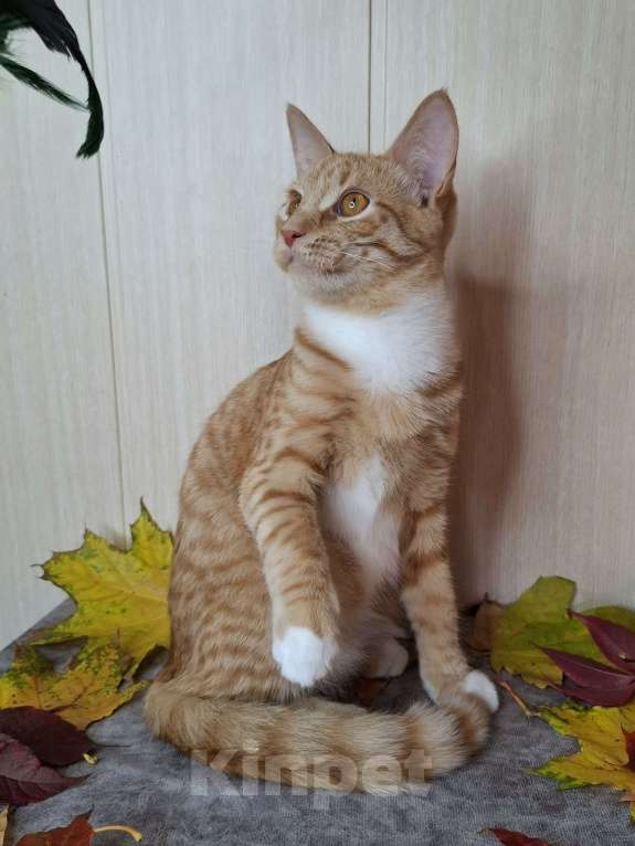 Кошки в Москве: Котёнок с глазами апельсинового цвета в добрые руки  Мальчик, Бесплатно - фото 10