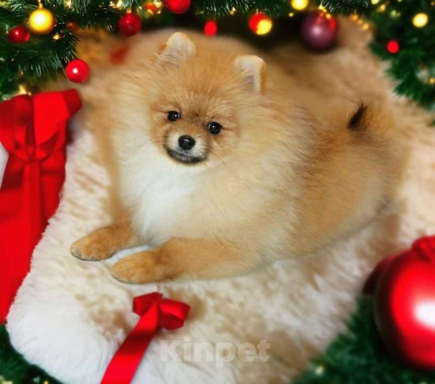 Собаки в Раменском: Мальчик шпица Царго Мальчик, 40 000 руб. - фото 2