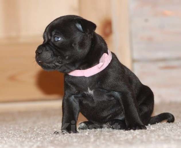 Собаки в Москве: Стафбуль / щенки  Девочка, 55 000 руб. - фото 2