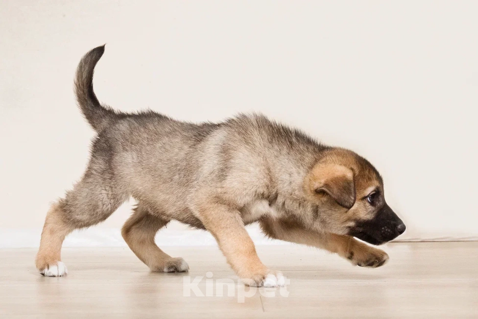 Собаки в Лосином-Петровском: Форест якутенок Мальчик, Бесплатно - фото 9