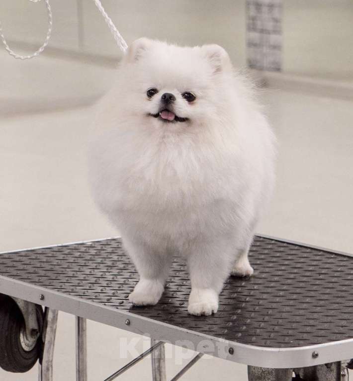 Собаки в Видном: Померанский шпиц, вязка Мальчик, 15 000 руб. - фото 2