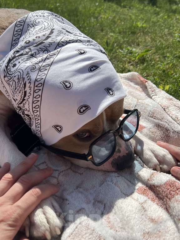 Собаки в Люберцах: Собака в добрые руки. БЕСПЛАТНО!!! Мальчик, Бесплатно - фото 6