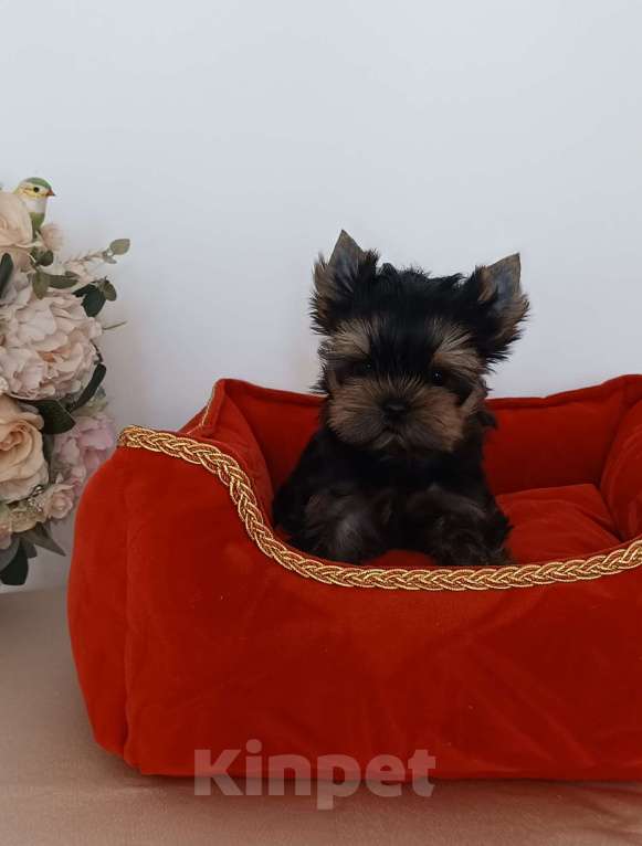 Собаки в других городах Свердловской области: Йоркширский терьер щенок Девочка, 45 000 руб. - фото 2