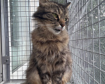 Кошки в Санкт-Петербурге: Кошечка Солнышко Девочка, Бесплатно - фото 6