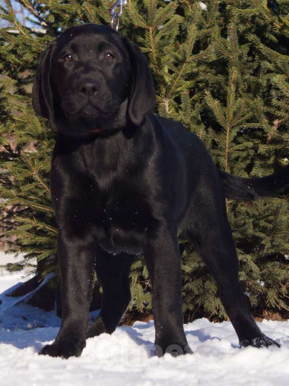 Собаки в Москве: Щенки лабрадора Разнополые, Бесплатно - фото 3