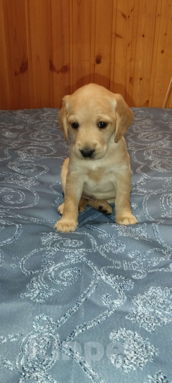 Собаки в других городах Владимирской области: Метис лабрадора и русского охотничьего спаниеля  Девочка, 5 000 руб. - фото 2