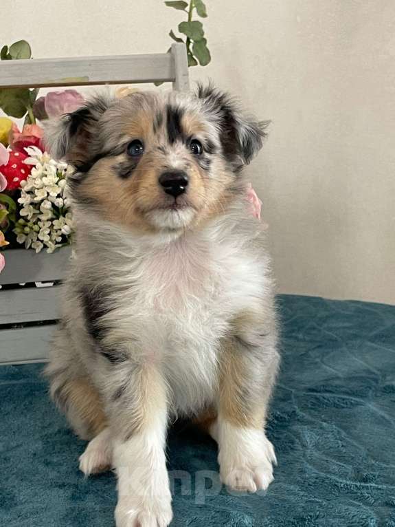 Собаки в других городах Саратовской области: Шелти Мальчик, 80 000 руб. - фото 1