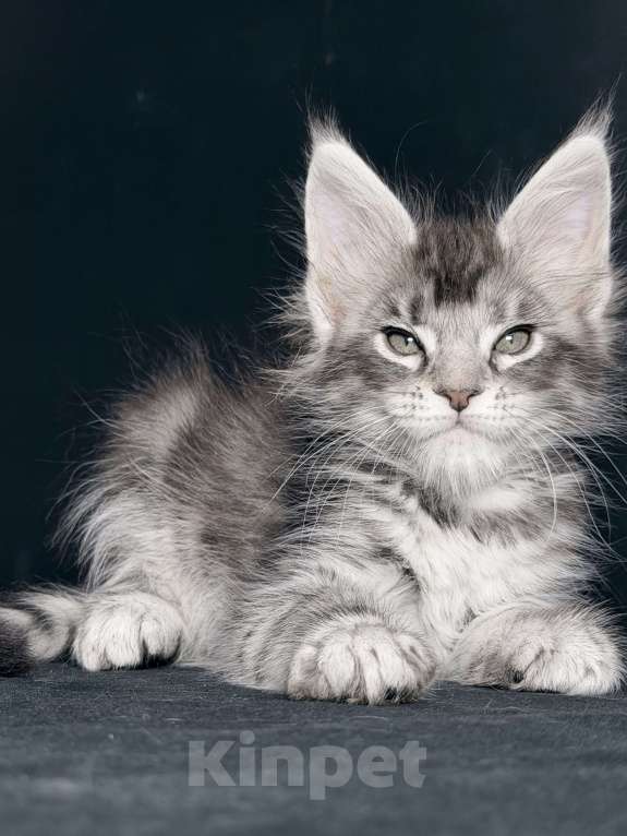 Кошки в других городах Московской области: Любознательная красотка Девочка, 30 000 руб. - фото 2