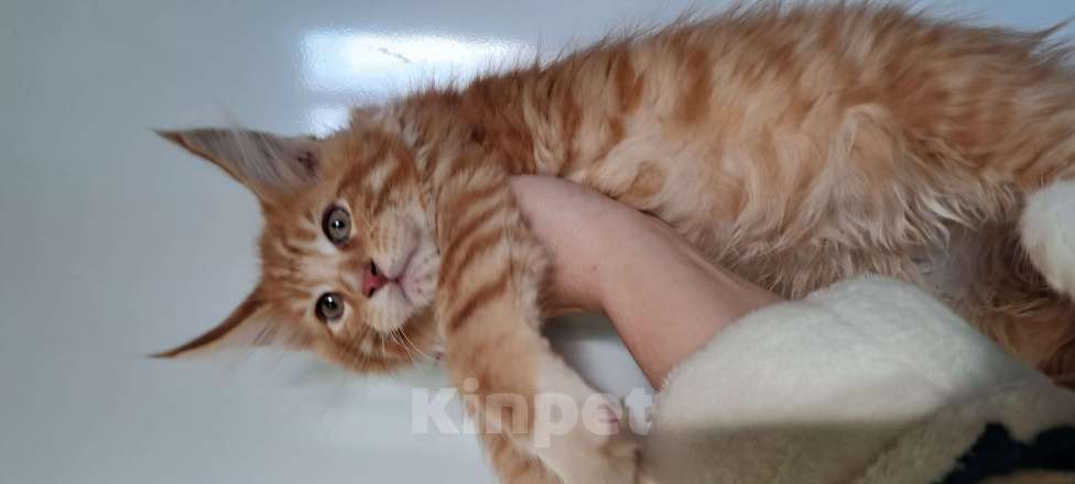 Кошки в Москве: Маленькие рыси Девочка, Бесплатно - фото 6