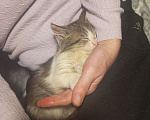 Кошки в Краснодаре: Котенок в добрые руки Девочка, Бесплатно - фото 6