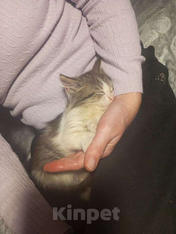Кошки в Краснодаре: Котенок в добрые руки Девочка, Бесплатно - фото 6