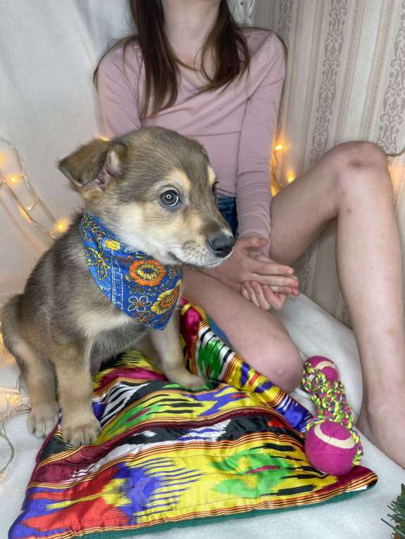 Собаки в Мытищах: Щенок Джек ищет свою семью Мальчик, Бесплатно - фото 5