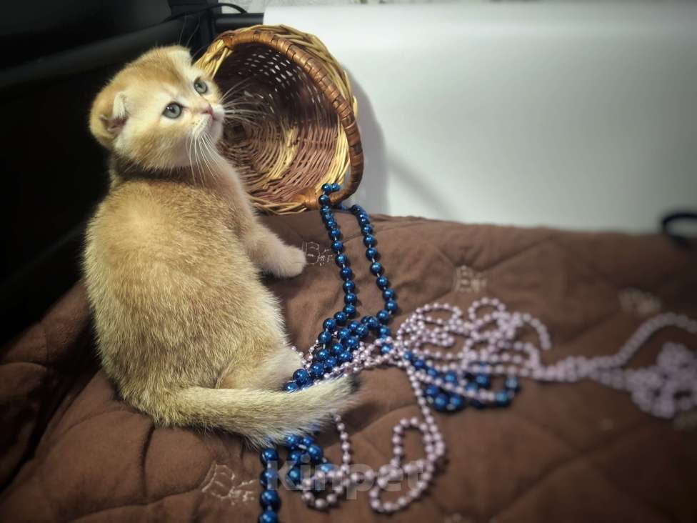 Кошки в Москве: Вениамин Мальчик, 50 000 руб. - фото 5