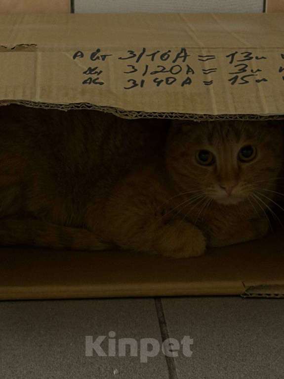 Кошки в Москве: Кот Мотя остался без жилища и ищет дом! Мальчик, Бесплатно - фото 4