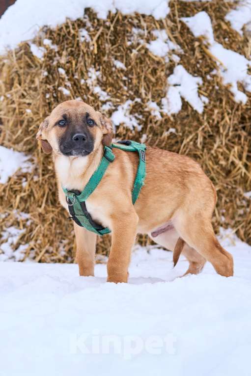 Собаки в Москве: Щенок Стич ищет дом Мальчик, Бесплатно - фото 2
