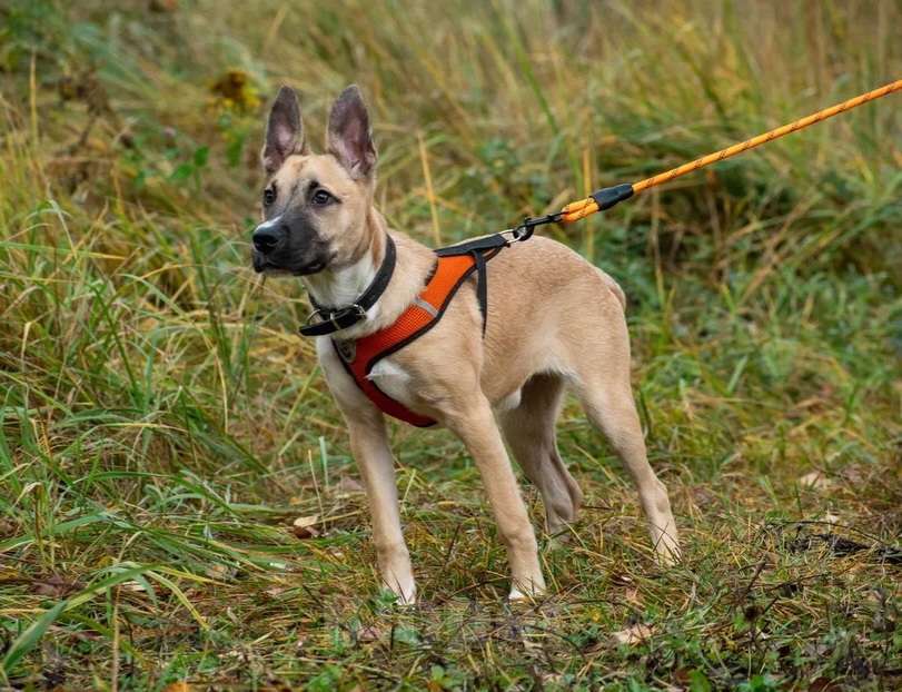 Собаки в Москве: Щенок 5 месяцев Бэмби в добрые руки  Девочка, Бесплатно - фото 4