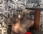 Кошки в Краснодаре: Эльф котятки Девочка, Бесплатно - фото 4