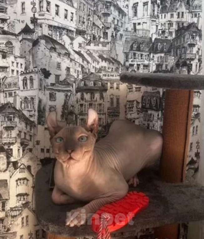 Кошки в Краснодаре: Эльф котятки Девочка, Бесплатно - фото 4